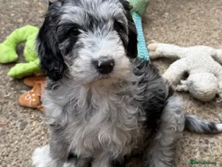 Australian Labradoodle dogs READY 1 girls 2 boy AUSTRALIAN LABRADOODLE - Advert 14