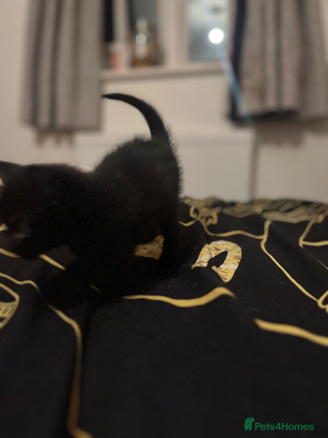 Mixed Breed cats for sale: Ginger and black kittens  - Advert 8