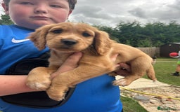 Mixed Breed dogs for sale: Jackapoo spaniel cross - hound puppies  - Image 13
