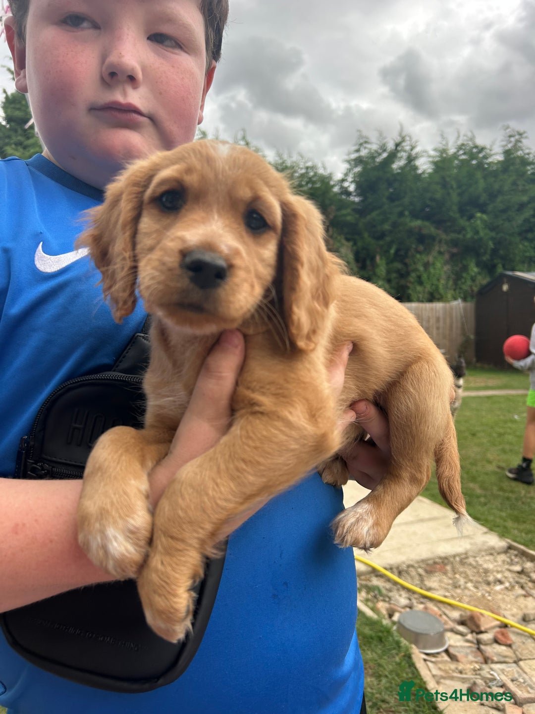 Mixed Breed dogs for sale: Jackapoo spaniel cross - hound puppies  - Image 13