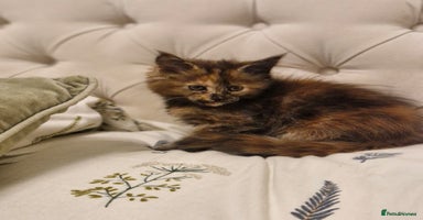 Maine Coon cats - Advert 12