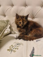 Maine Coon cats - Advert 2