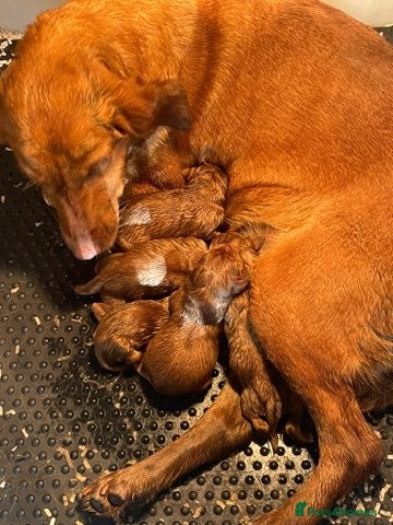 Labrador Retriever dogs Fox Red working Labrador puppies - Advert 1