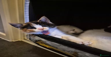 Mixed Breed cats - Advert 12