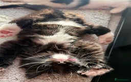 Mixed Breed cats for sale: Ginger,Tortoiseshell, Tuxedo Kittens Sale London  - Advert 11