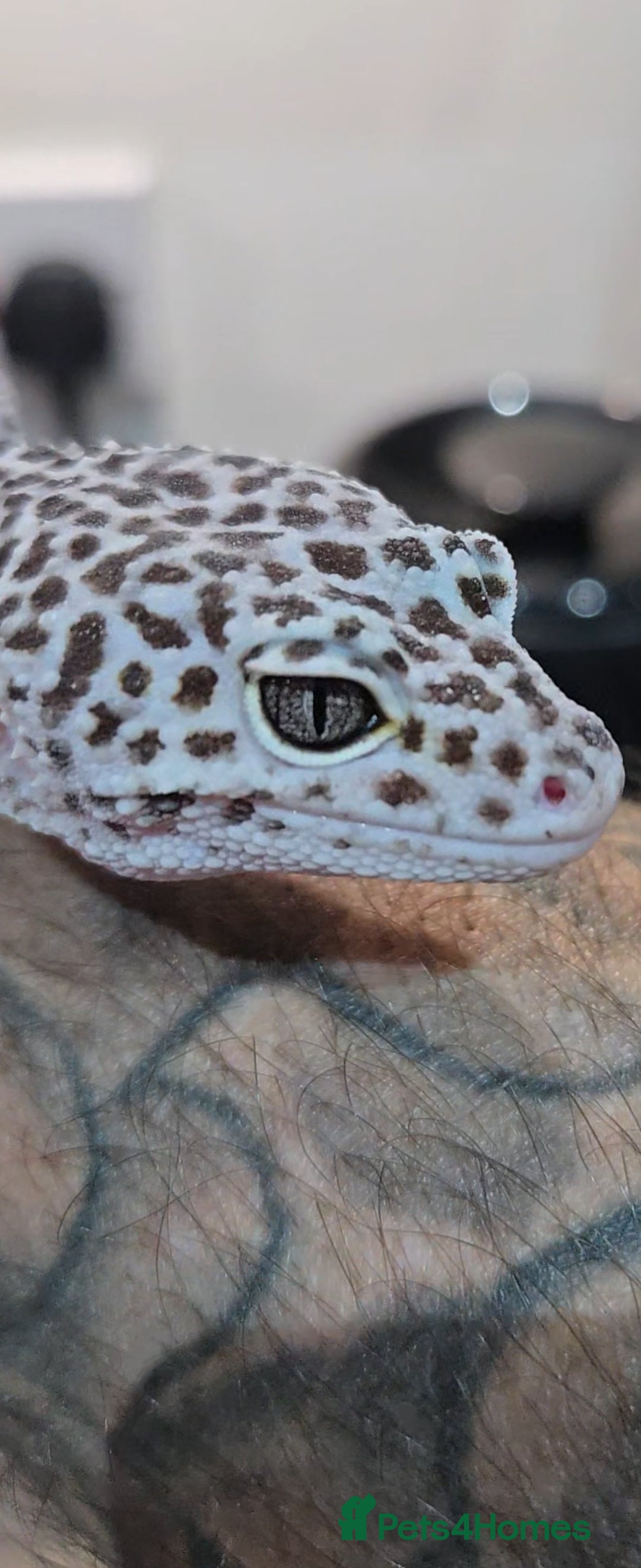 Leopard Gecko reptiles for sale: Tug snow female for sale - Advert 3