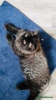 Persian cats - Advert 12