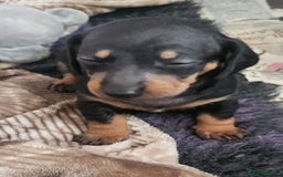 Miniature Dachshund dogs for sale: Stunning KC reg miniature dachshund - Image 16