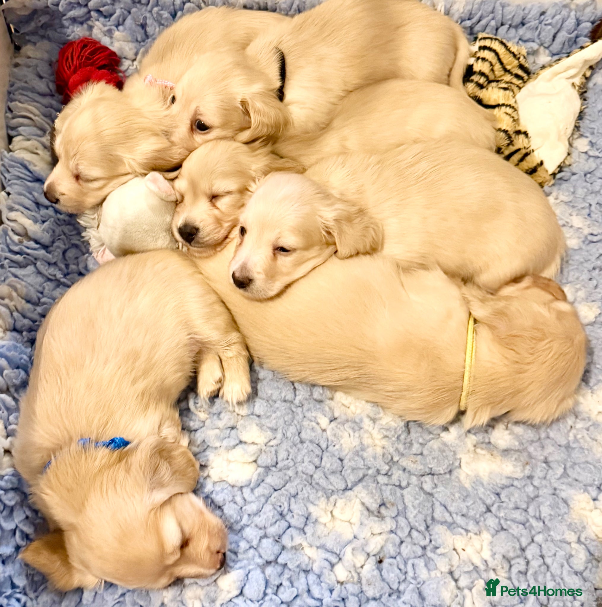 Miniature Dachshund dogs Cream long haired kc miniature dachshunds  - Advert 1