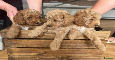 Poochon dogs - Advert 12