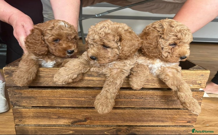 Poochon dogs - Advert 2