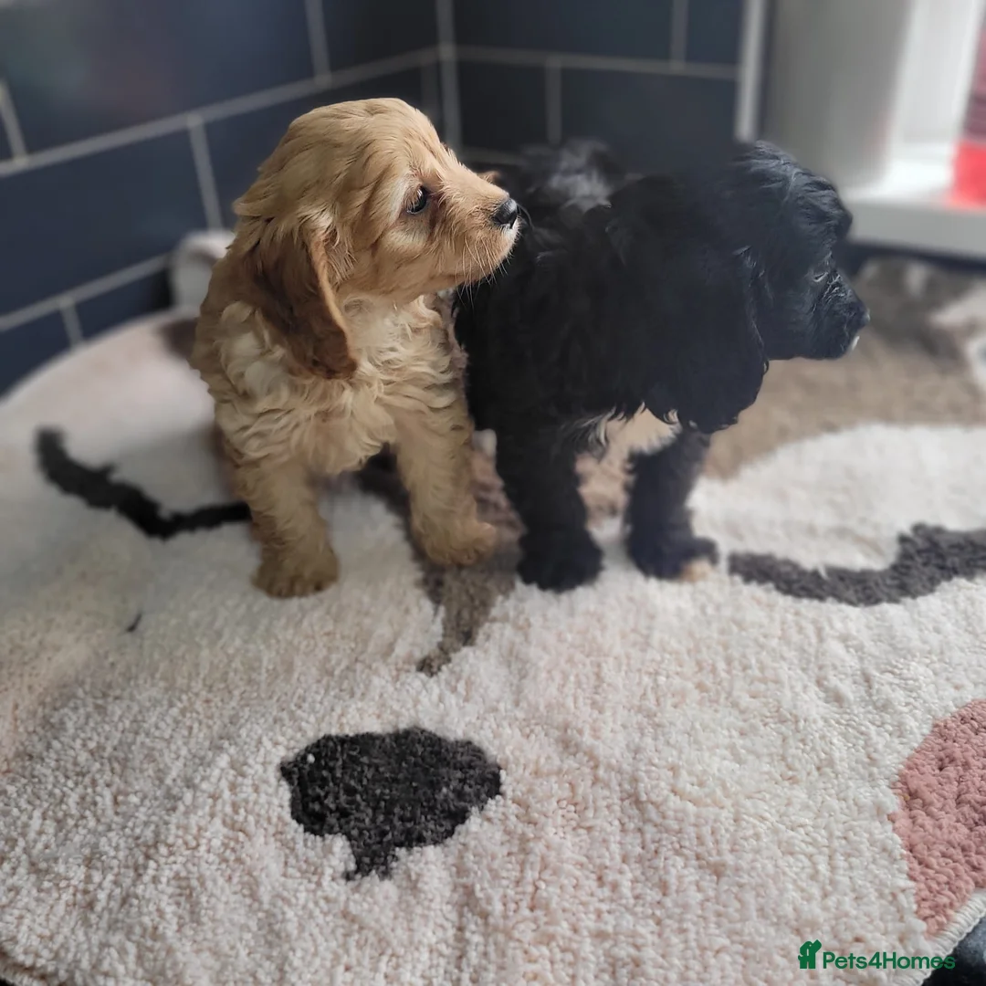 Cavapoo dogs for sale: You F1 Cavapoo puppies - Advert 14