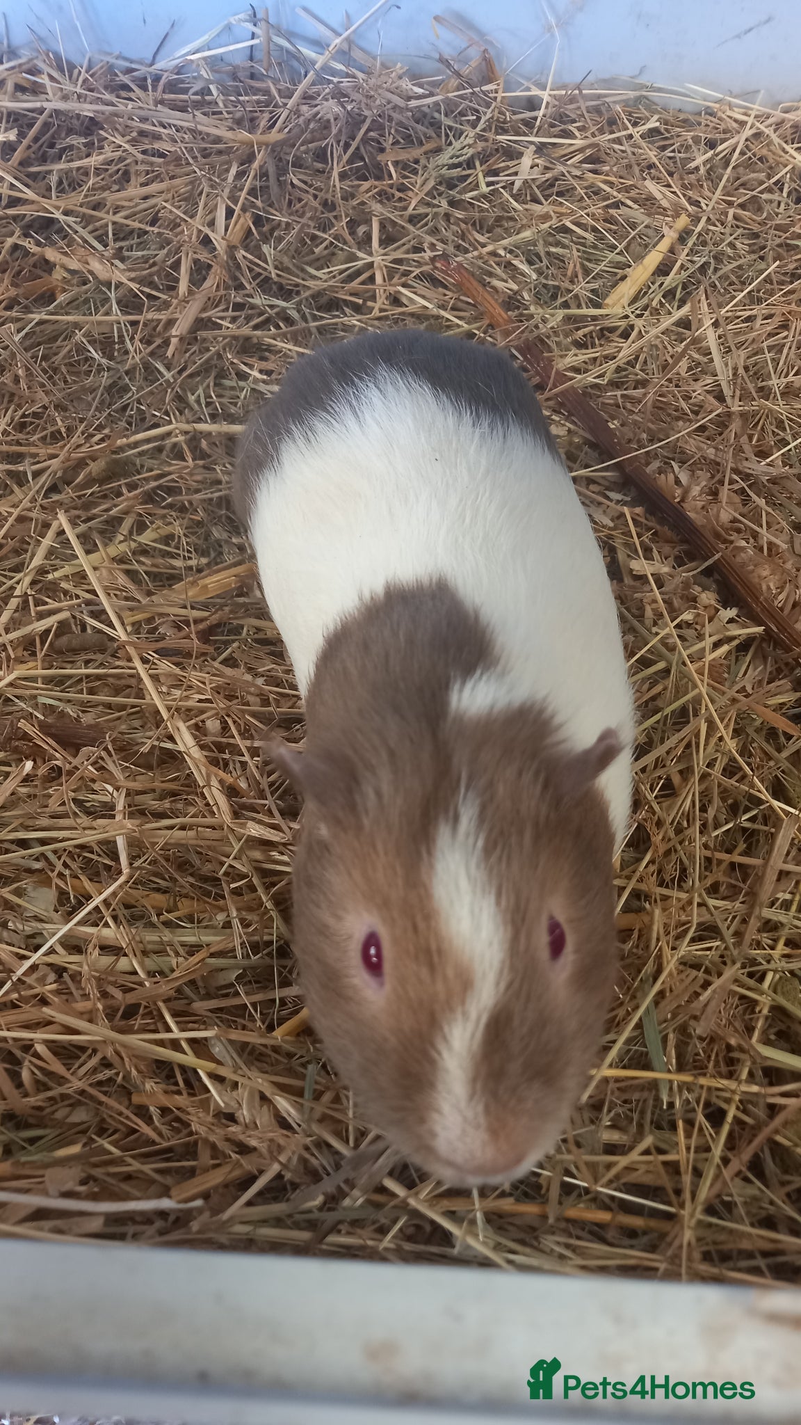 Guinea Pig rodents Baby Guinea Pigs for Sale - Advert 2