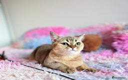 Scottish Fold cats for sale: Rare brown gold chinchilla girl  ready now x - Image 3