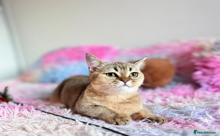 Scottish Fold cats - Advert 11