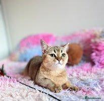 Scottish Fold cats - Advert 3