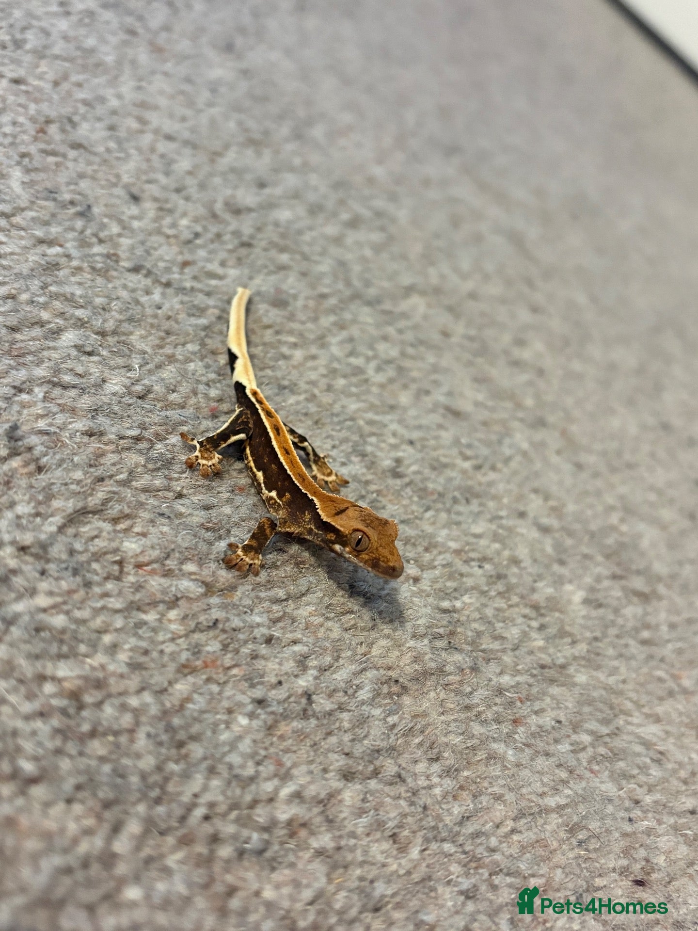 Gecko reptiles Baby Crested Geckos For Sale - Advert 1
