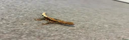 Gecko reptiles for sale: Baby Crested Geckos For Sale - Advert 1