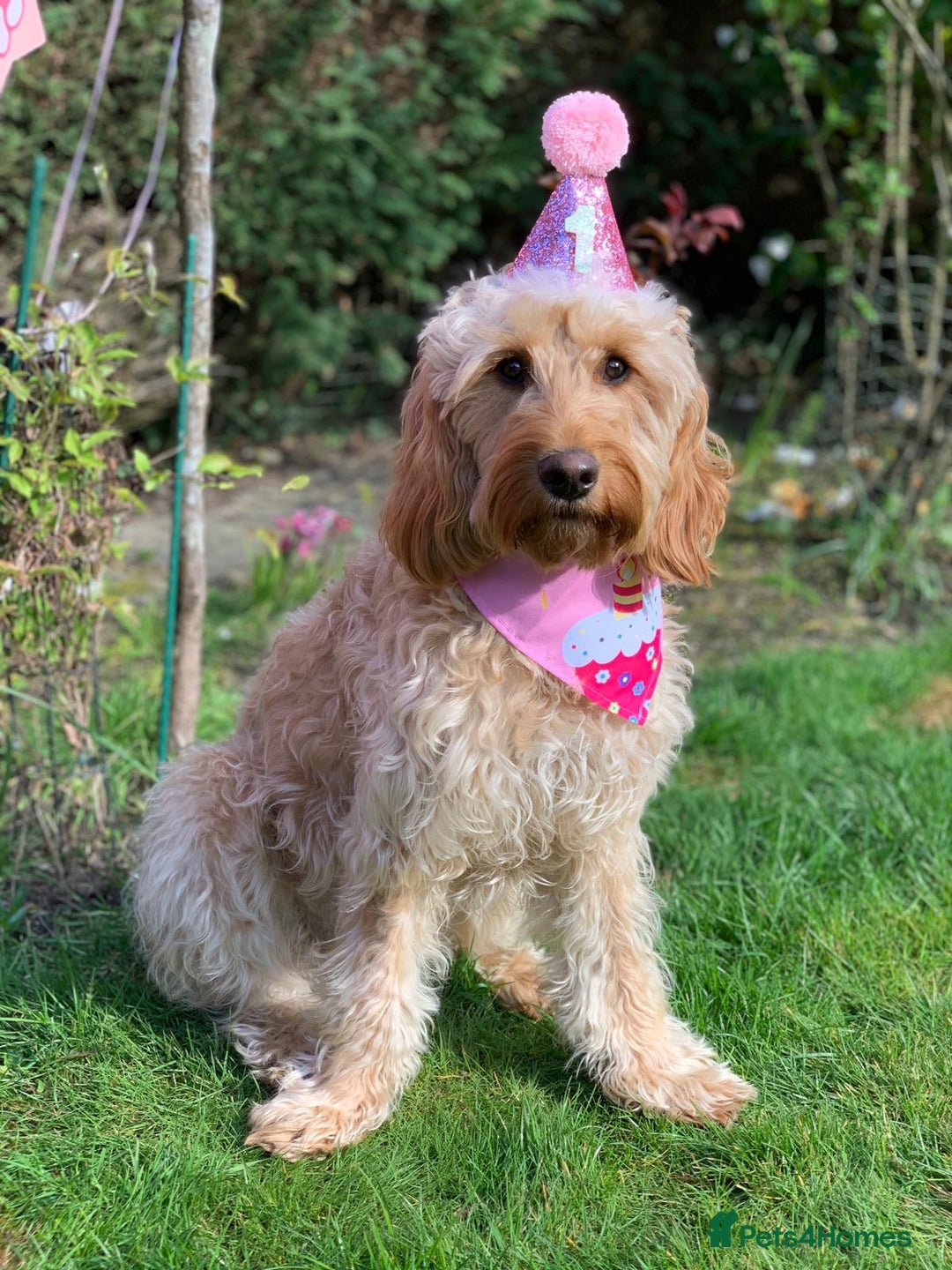 Mini Goldendoodle dogs for sale: F1 pups by POLICE Dog Trainer / Council Licensed  - Image 24