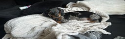 Miniature Dachshund dogs for sale: 8 month old Minature daschund  - Advert 2