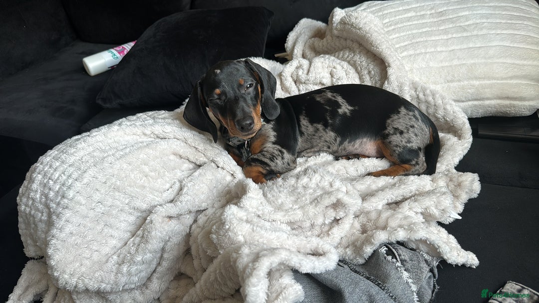 Miniature Dachshund dogs for sale: 8 month old Minature daschund  - Advert 2