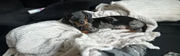 Miniature Dachshund dogs for sale: 8 month old Minature daschund  - Advert 2