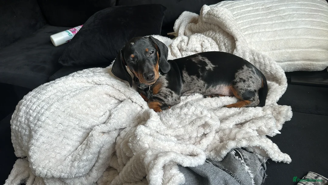 Miniature Dachshund dogs for sale: 8 month old Minature daschund  - Advert 2