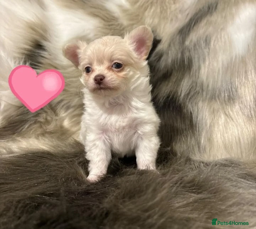 Chihuahua dogs for sale: Lilac long hair chihuahua  - Advert 8