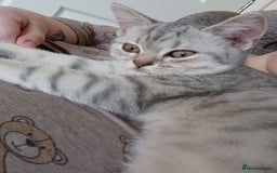 British Shorthair cats for sale: Beautiful silver spotted BSH for sad sale  - Image 13
