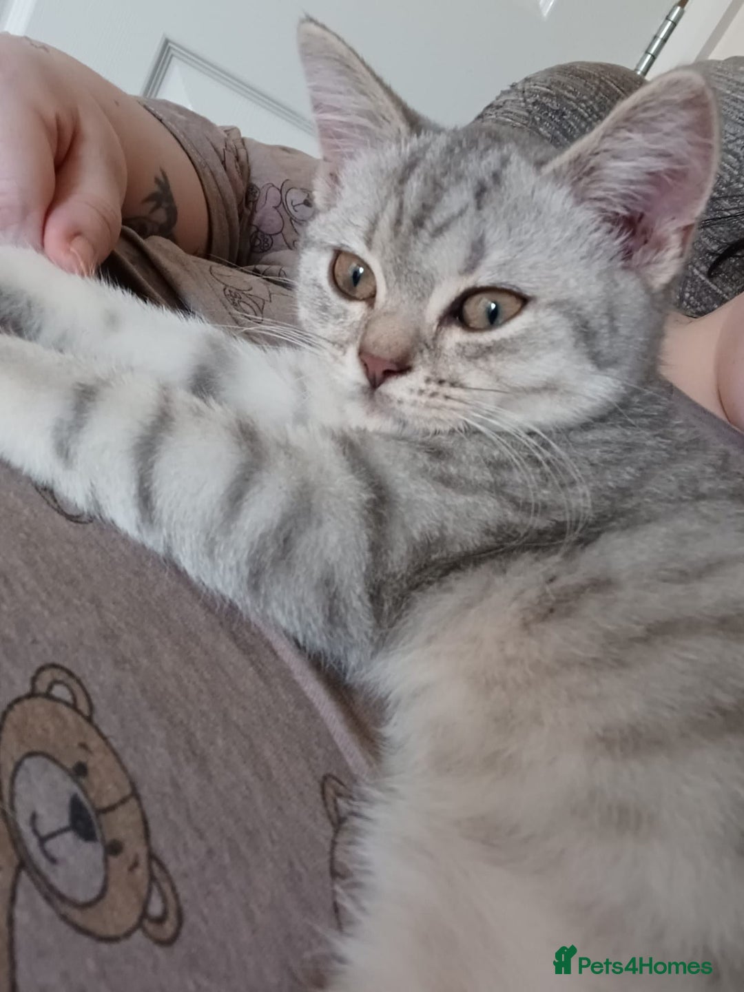 British Shorthair cats for sale: Beautiful silver spotted BSH for sad sale  - Image 13
