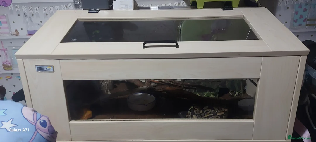 Python Snake reptiles for sale: Snake starter set up full - Advert 8