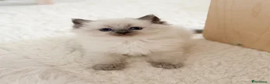 Ragdoll 5