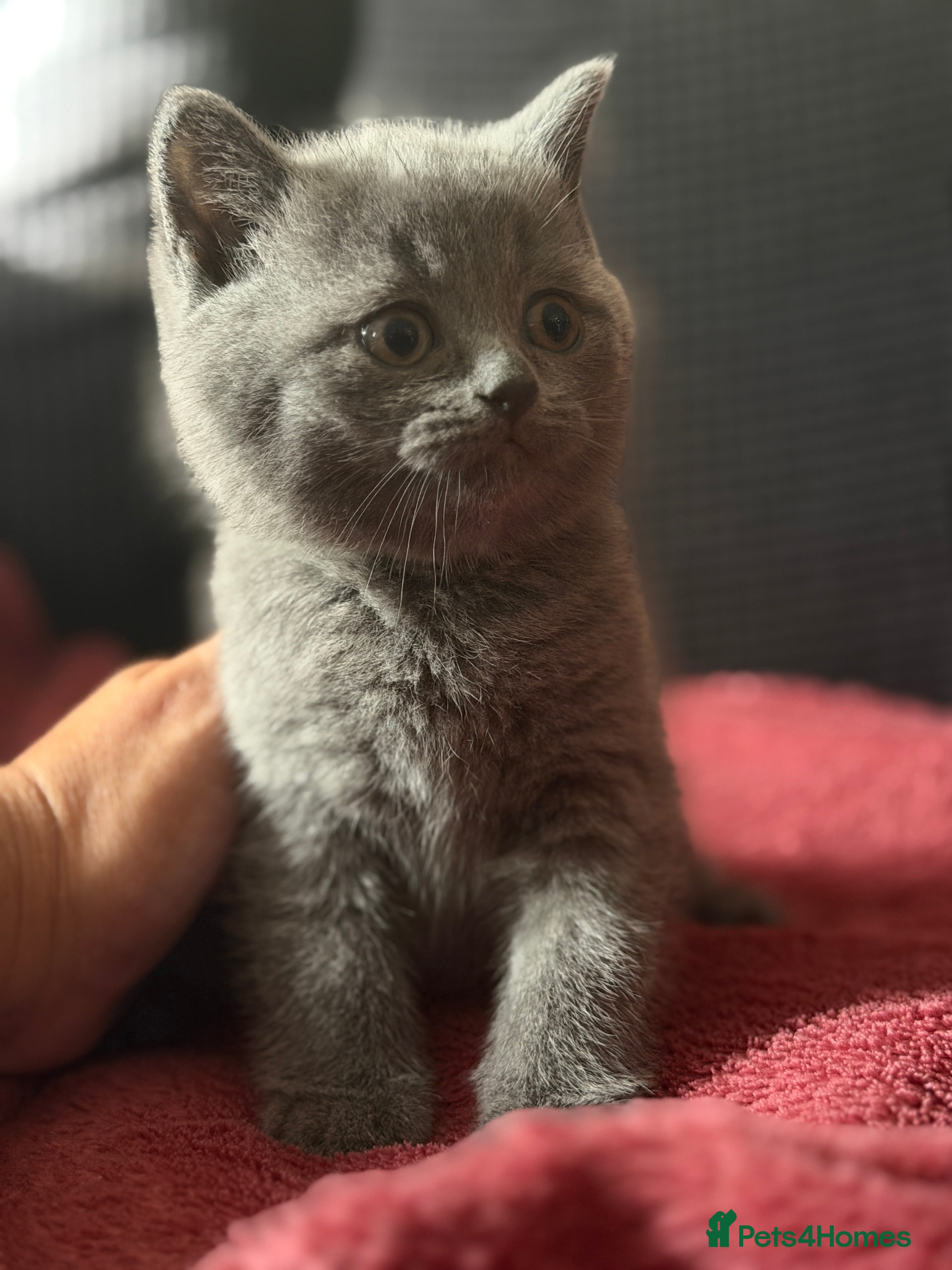 British Shorthair cats Blue and lilac GCCF kittens !  - Advert 2