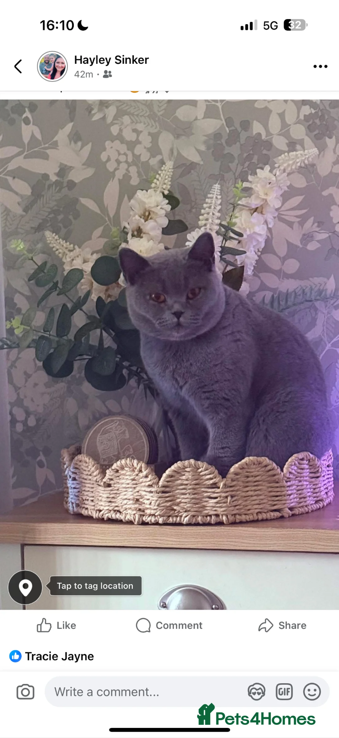 British Shorthair cats for sale: British Shorthair Kittens **Ready Now!** - Advert 27