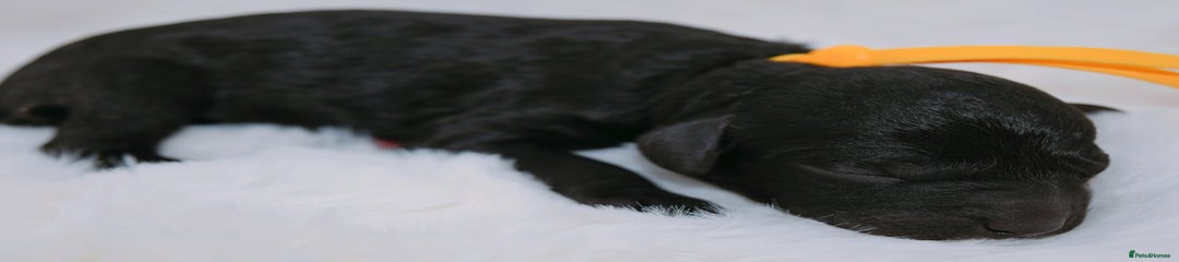 Yellow collar (black girl) 