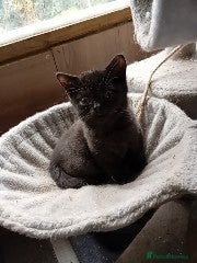 British Shorthair cats Full British Shorthair kitten  - Advert 4