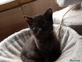 British Shorthair cats Full British Shorthair kitten - Advert 4