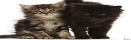 Bengal cats for sale: Bengal , tabby kittens  in Ilford - Advert 14