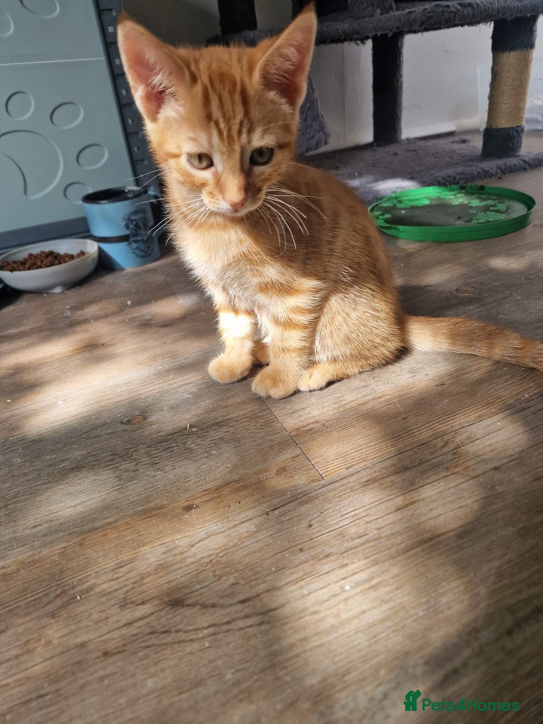 Mixed Breed cats for sale: 2 Ginger Boys, 1 Tabby Girl. Donate to charity - Image 36