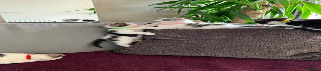 Green Collar, White and Tabby spots, Boy 7
