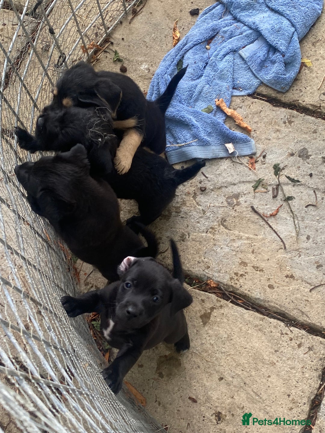 Mixed Breed dogs for sale: Patterdale Black puppies - Image 2