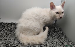 LaPerm cats for sale: Lilac point longhaired curly LaPerm kitten - Image 11