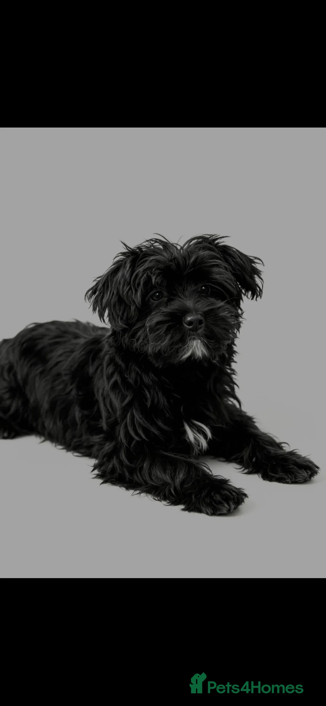 Morkie dogs for sale: Yorkshire Terrier x Maltese - Advert 2