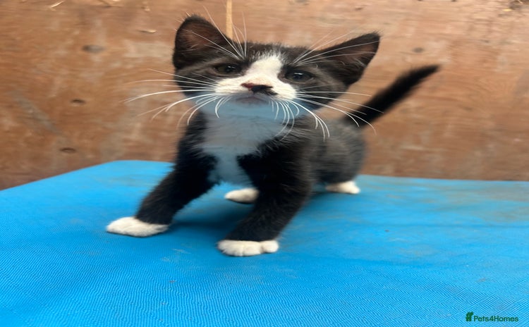 Mixed Breed cats - Advert 7