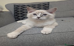 Ragdoll cats for sale: *READY NOW* GCCF Ragdoll Kitten Active/Non-Active in Liverpool - Image 5