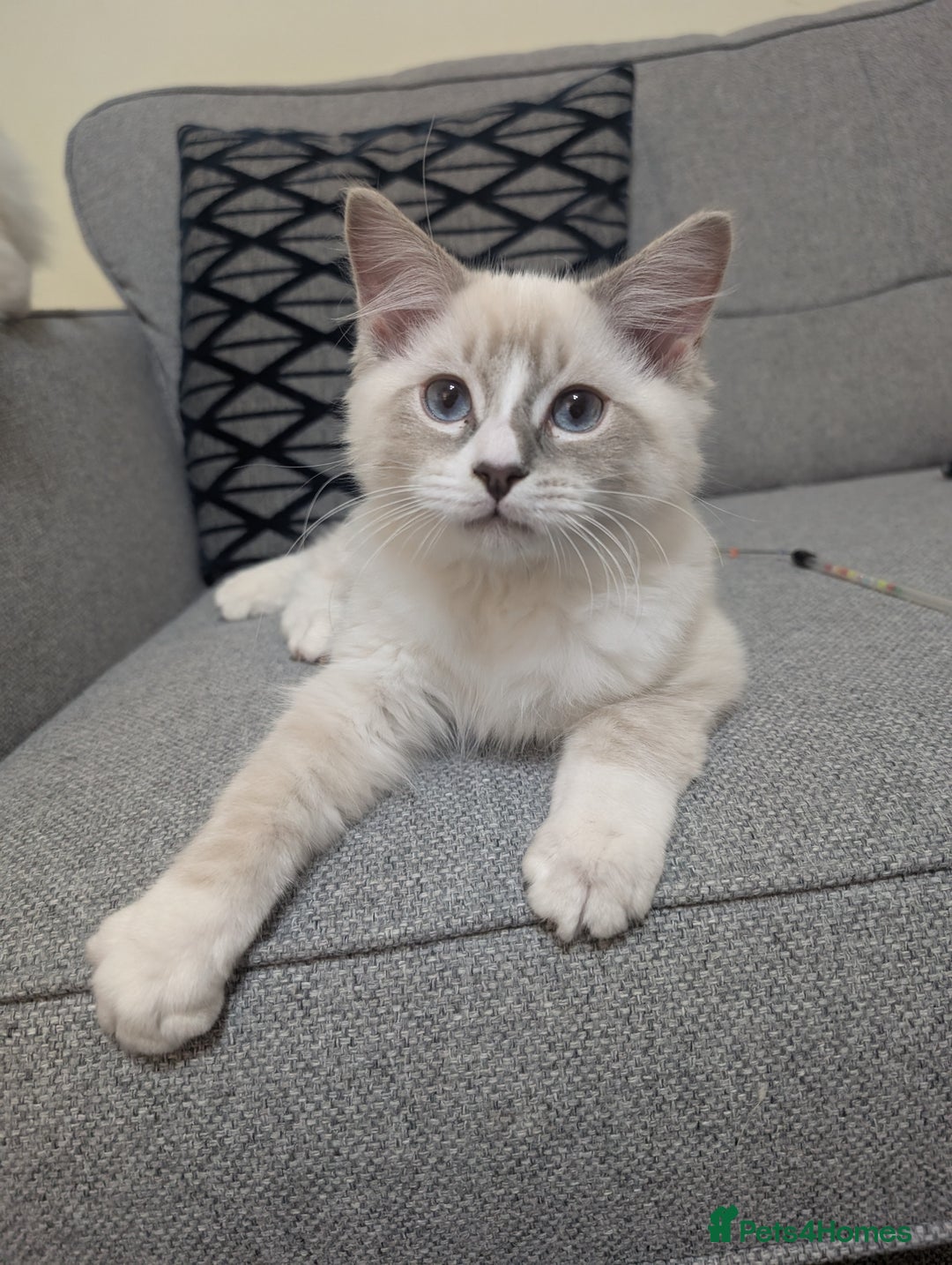 Ragdoll cats for sale: *READY NOW* GCCF Ragdoll Kitten Active/Non-Active in Liverpool - Image 5
