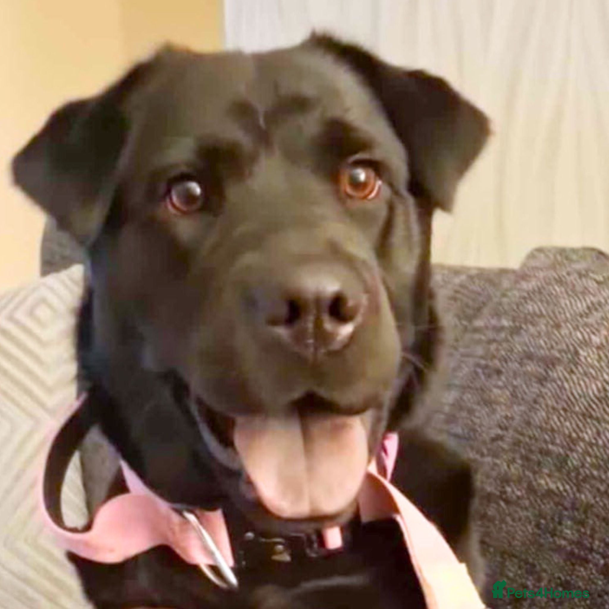 Labrador Retriever dogs Kid-Loving Adventure Buddy - Advert 5