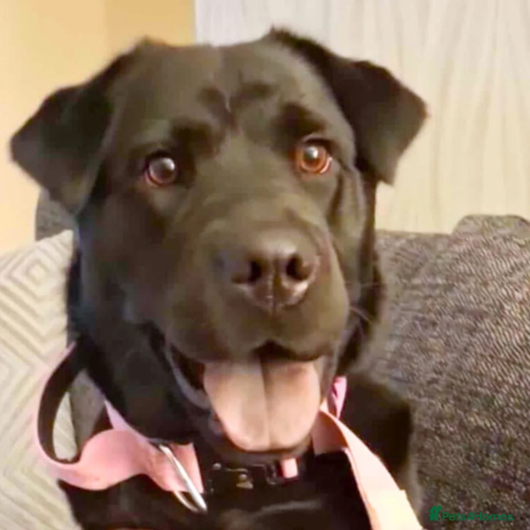 Labrador Retriever dogs for adoption: Kid-Loving Adventure Buddy - Advert 1
