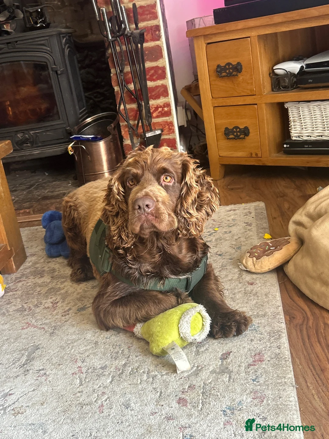 Mixed Breed dogs for sale: Gorgeous spaniel mix in need of a new home  - Advert 2