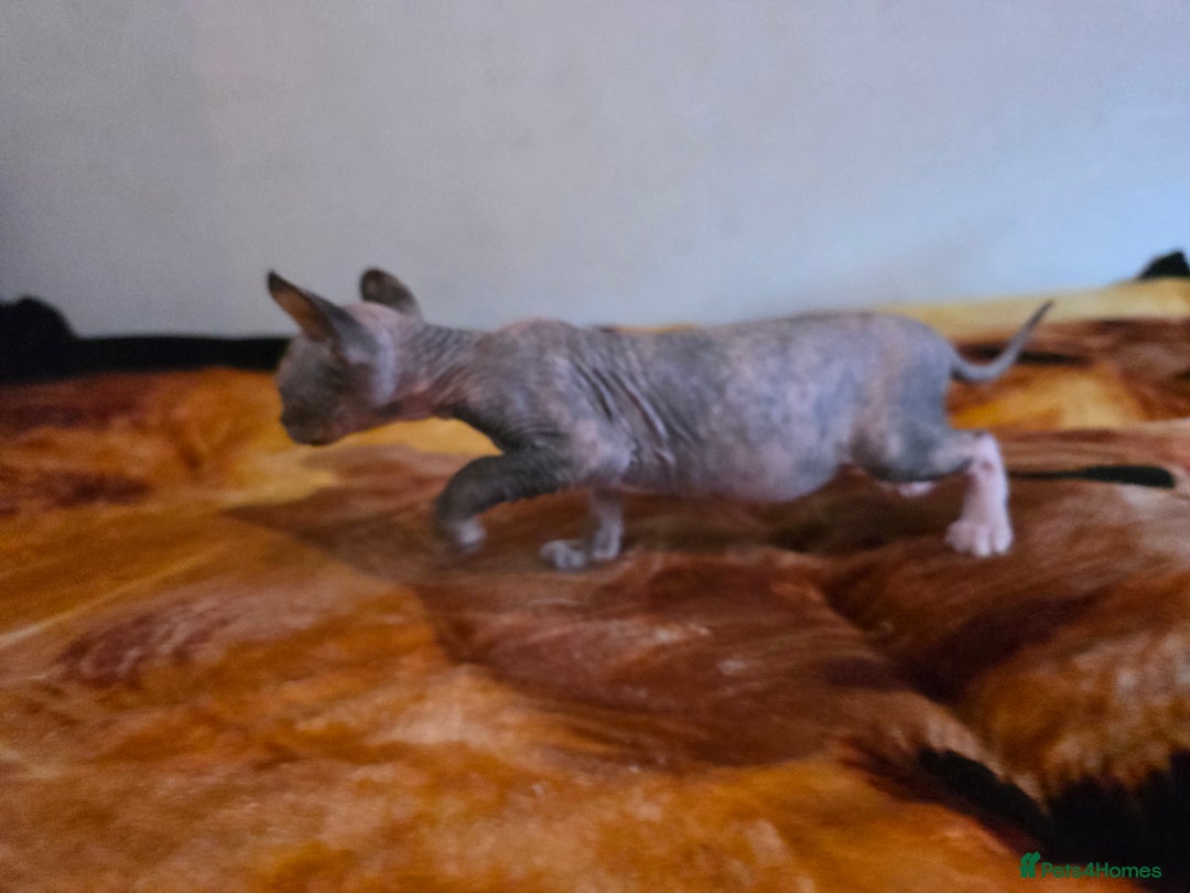 Mixed Breed cats for sale: Beautiful Female Kitten – Sphynx x Devon Rex Cross - Advert 3